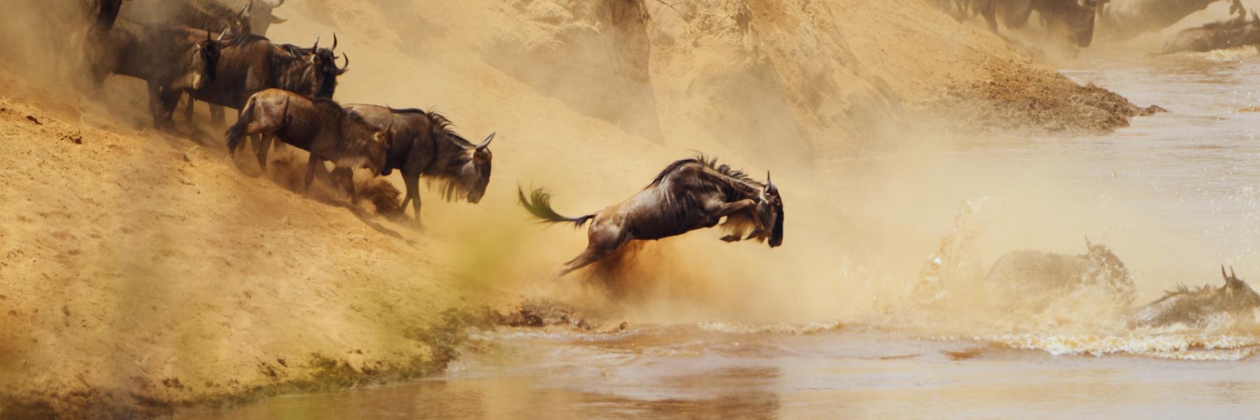 Kenya Wild Safari, la grande migrazione