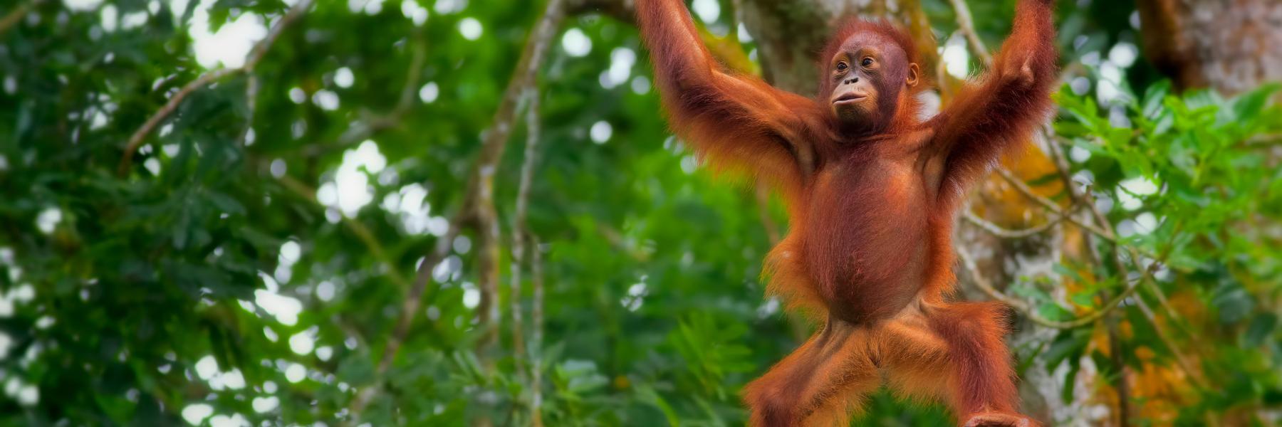 Borneo Malese: il Mondo Perduto, tra oranghi e foreste pluviali