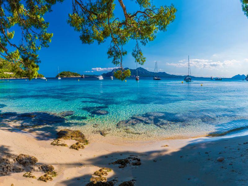 <p>fronde, Minorca</p>