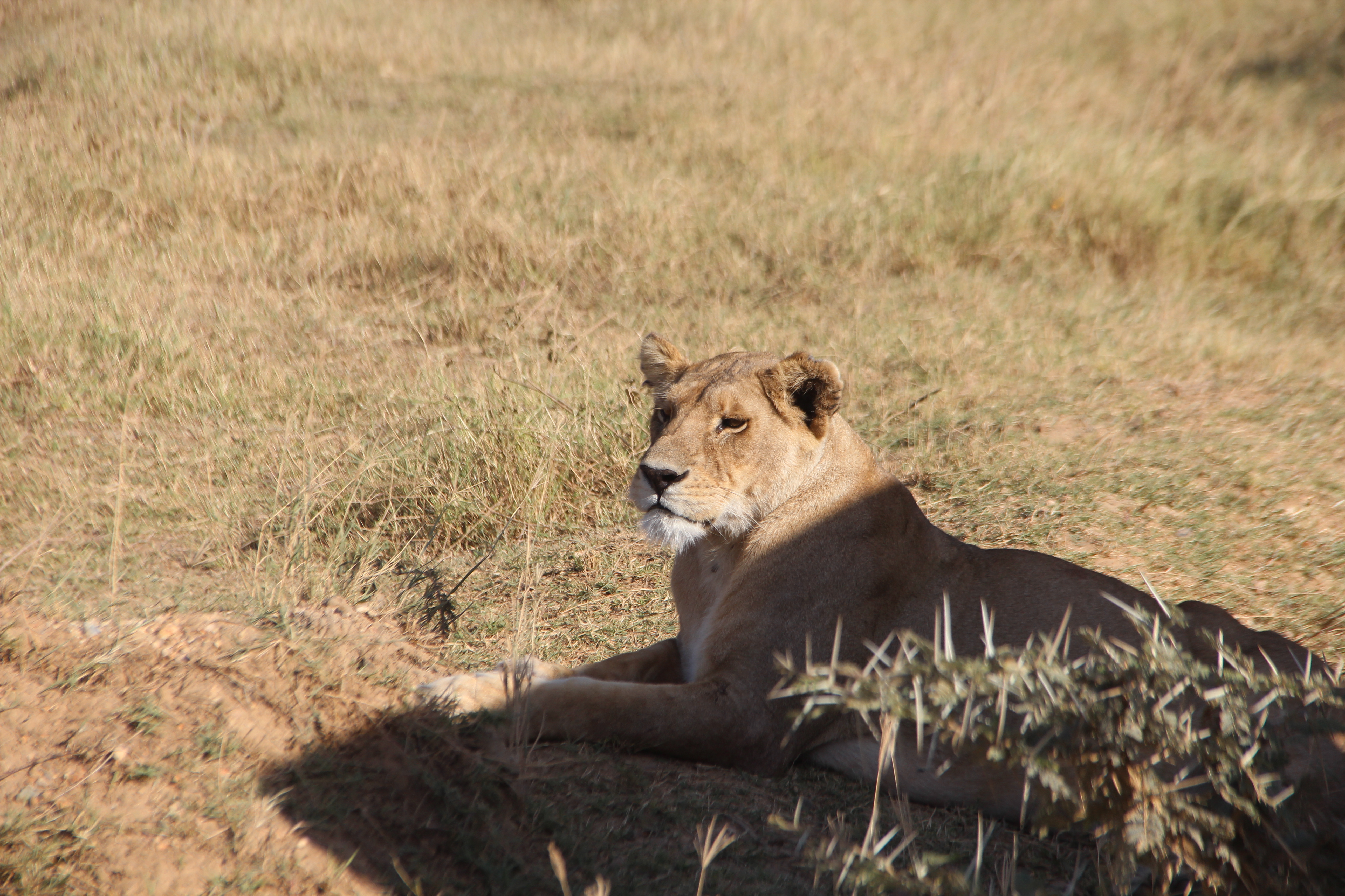Viaggio in Tanzania