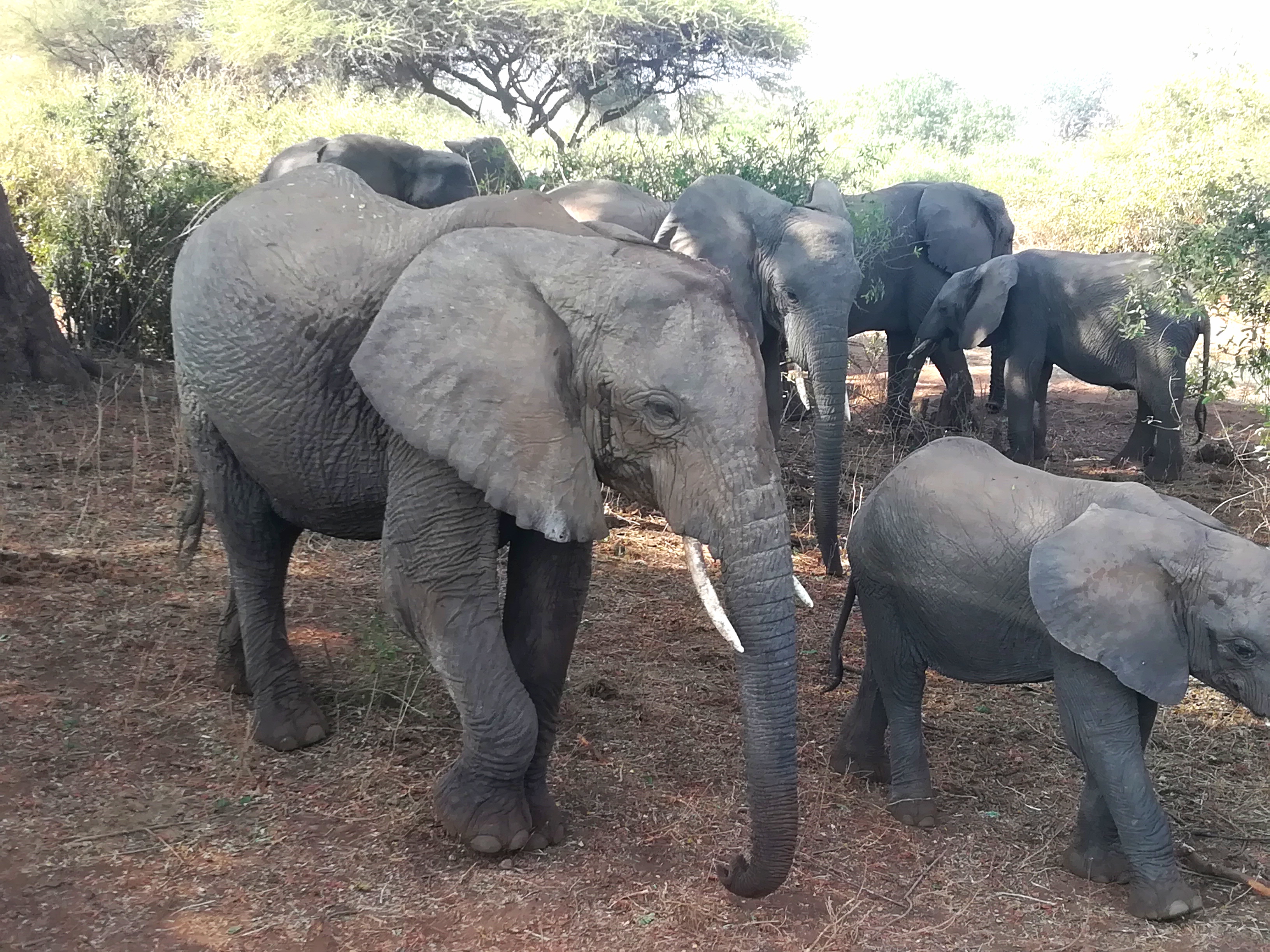 Viaggio in Tanzania