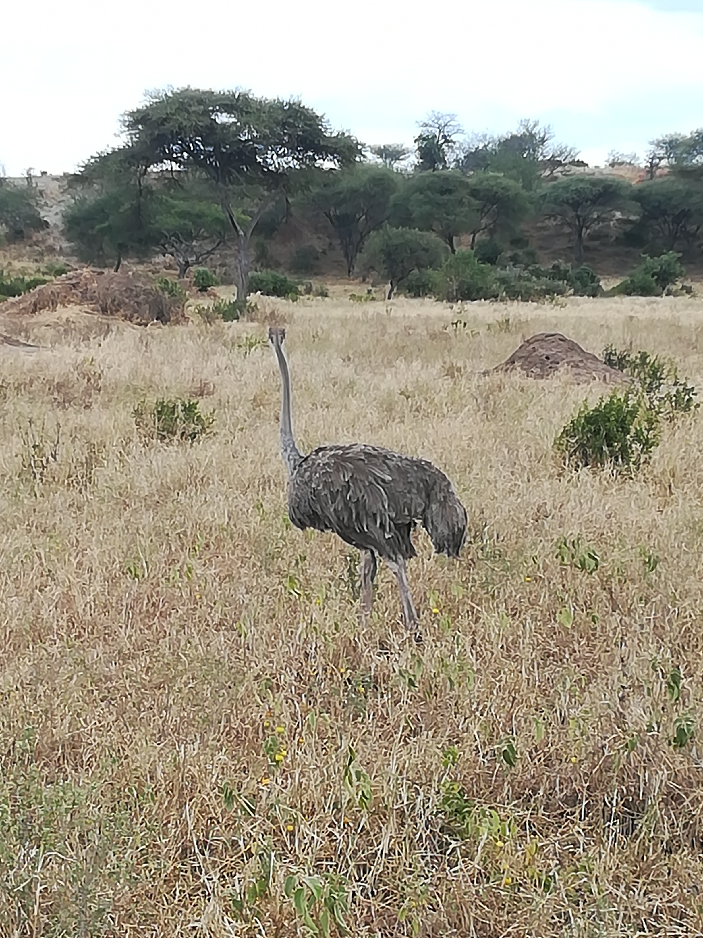 Viaggio in Tanzania