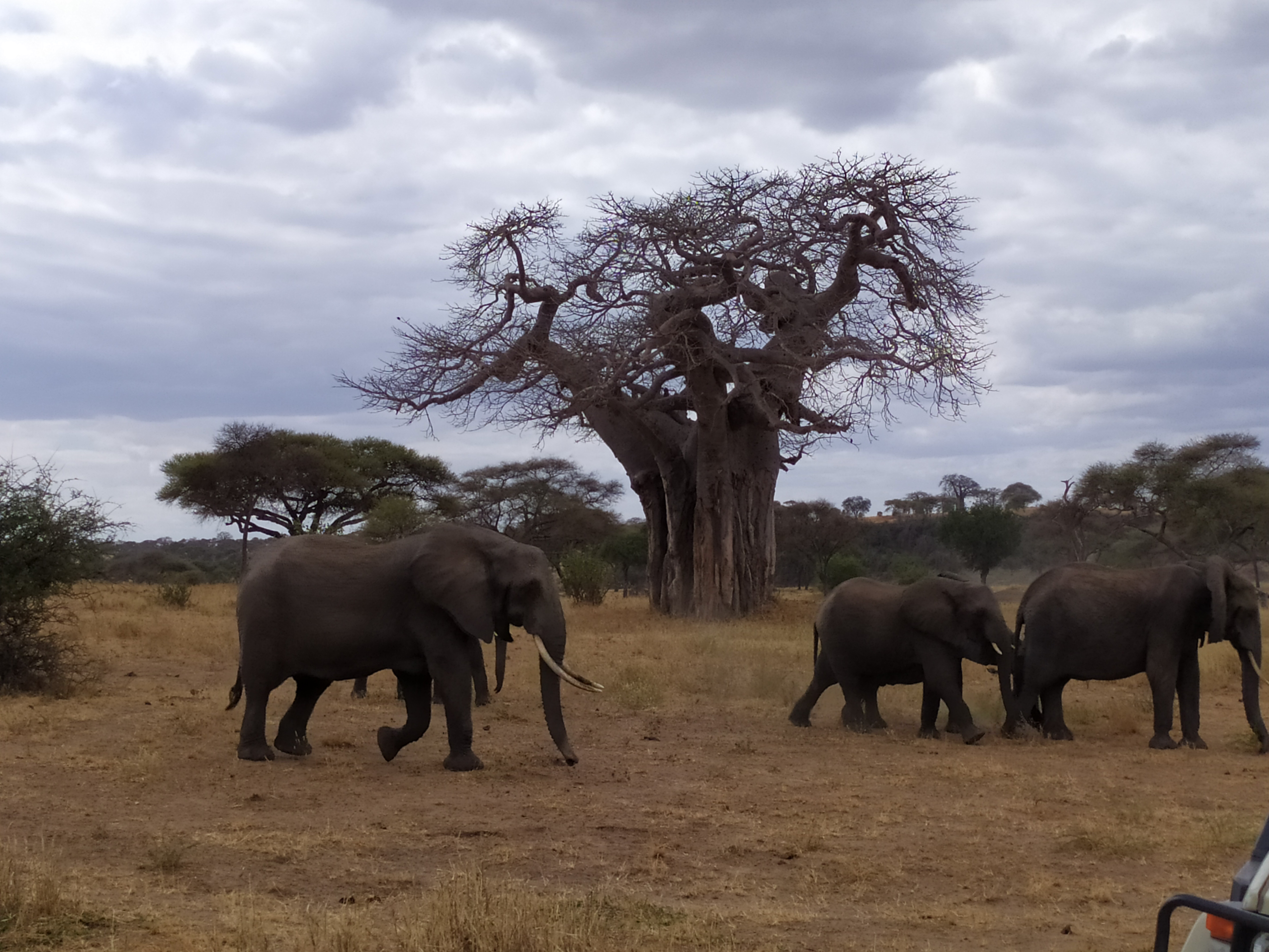 Viaggio in Tanzania