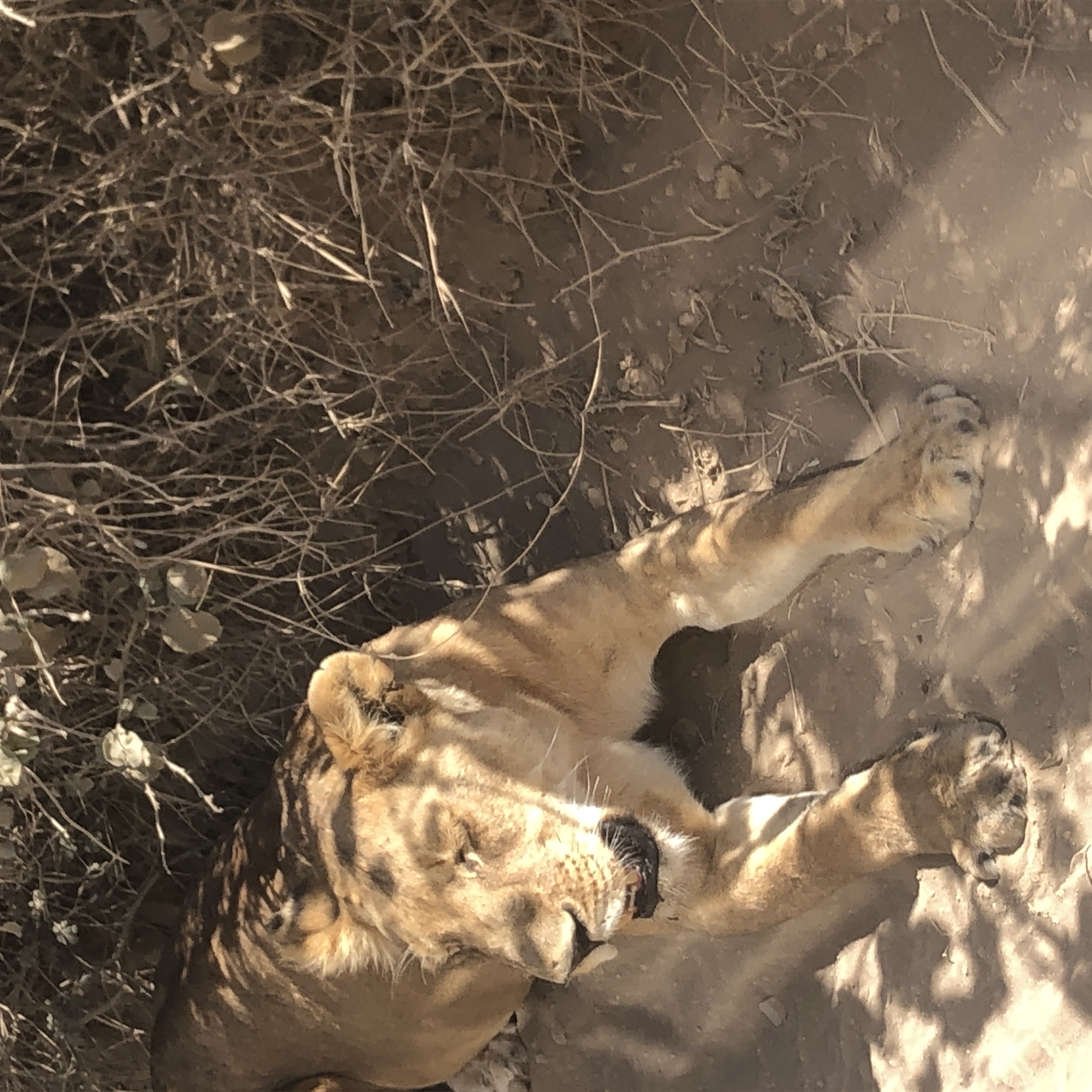 Viaggio in Tanzania