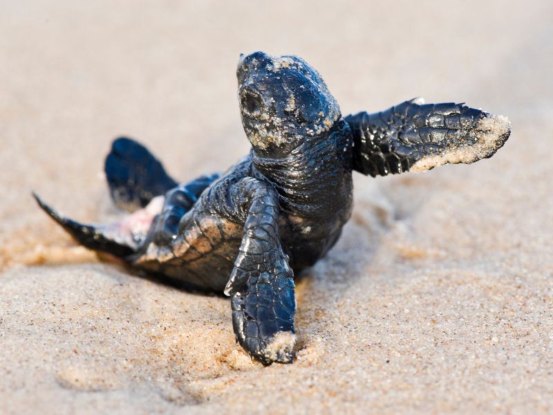 <p>Caretta caretta</p>