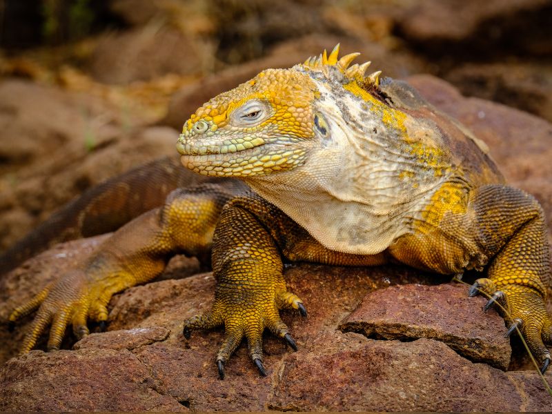 <p>iguana - Ecuador</p>