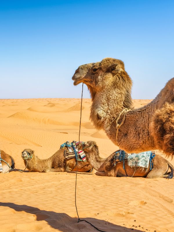 <p>Viaggio in Tunisia Adventure: Sahara, Djerba e villaggi berberi | World Face</p>