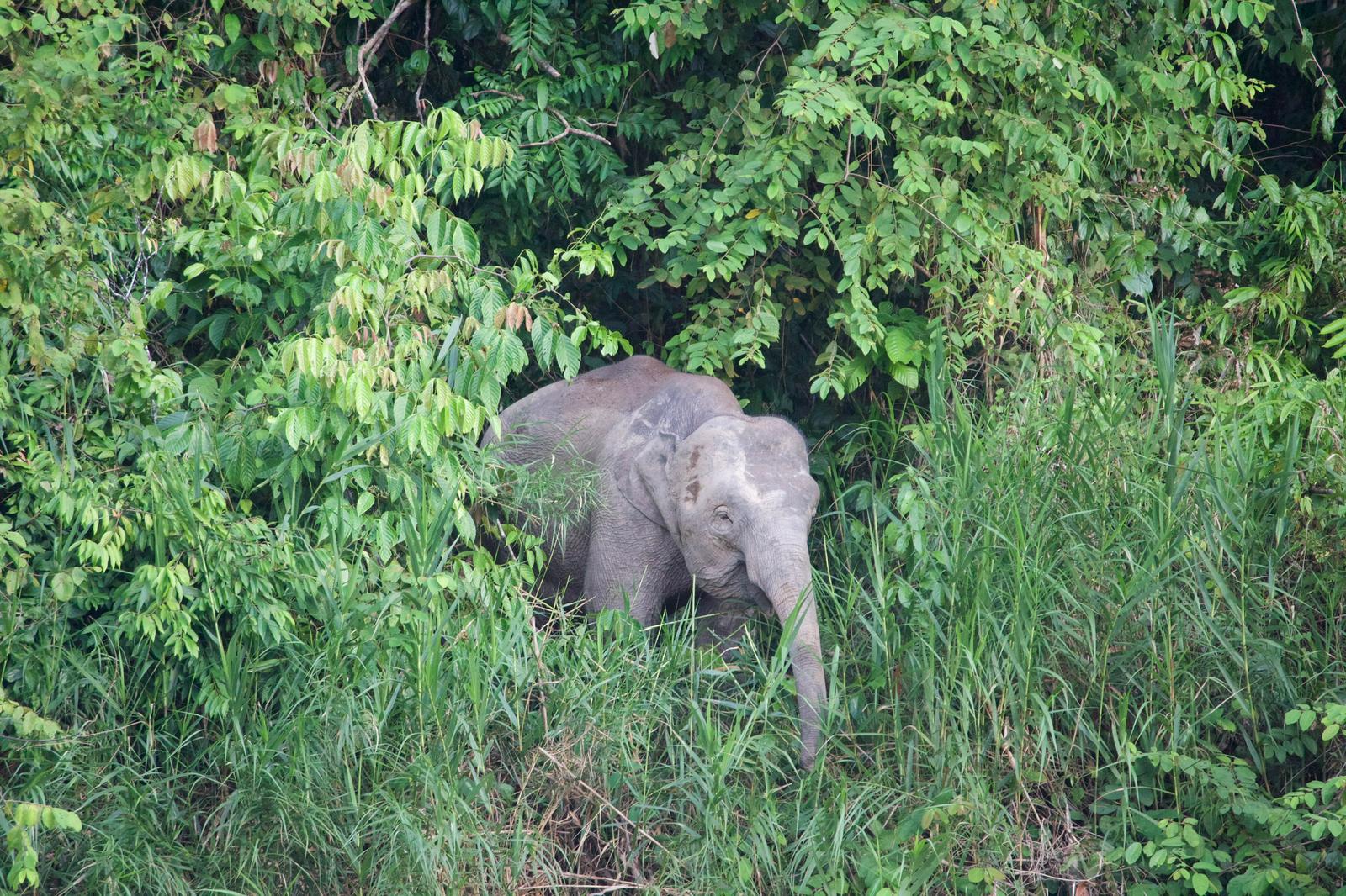 Viaggio in Malesia