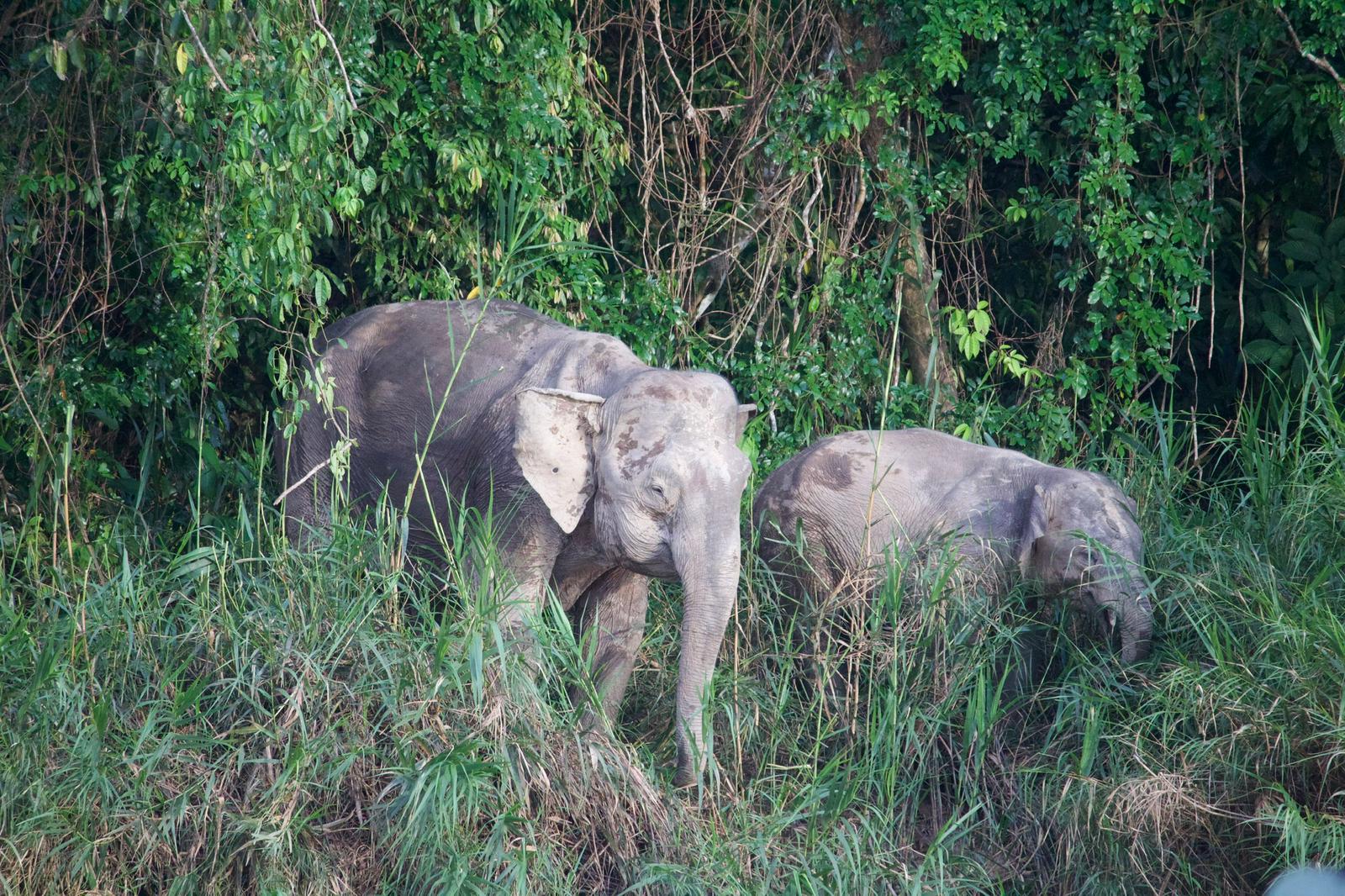 Viaggio in Malesia