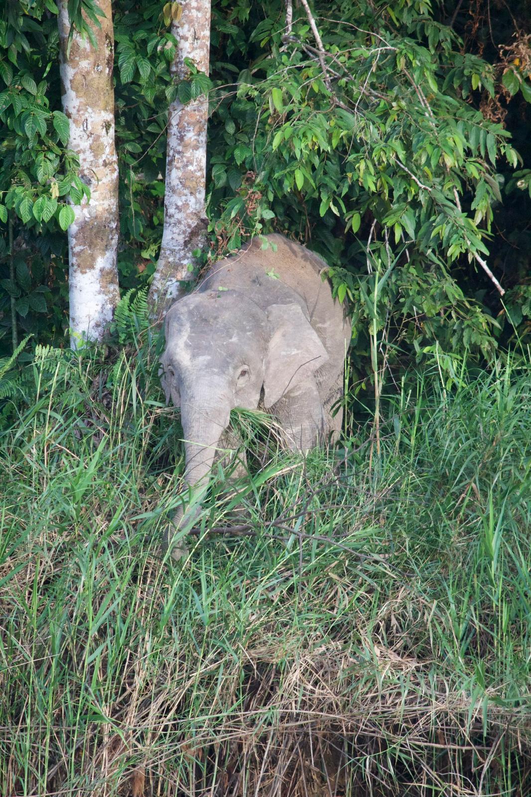 Viaggio in Malesia