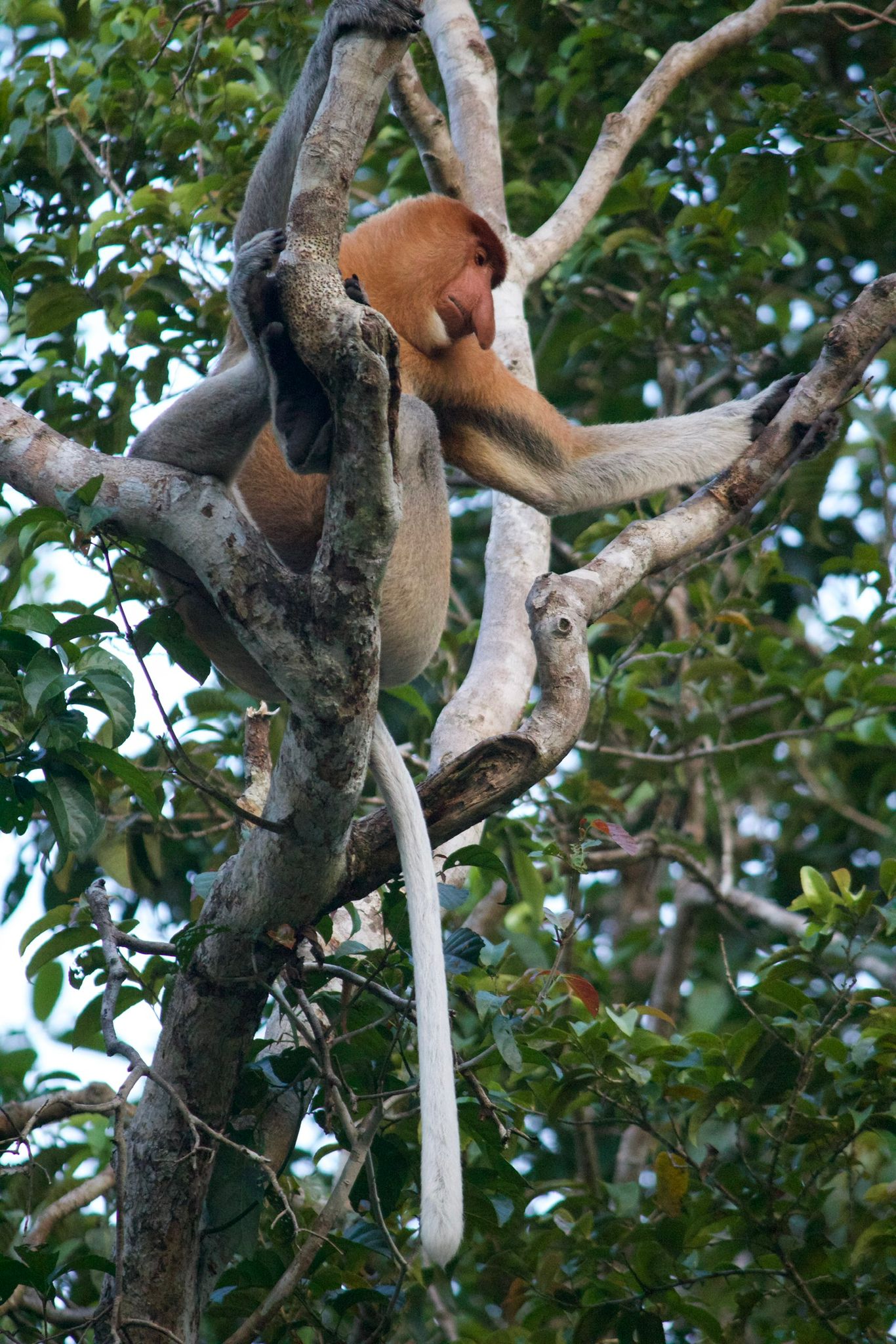 Viaggio in Malesia