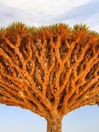 Viaggio a Socotra