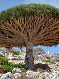Viaggio a Socotra