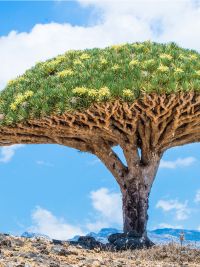 Viaggio a Socotra