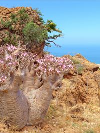 Viaggio a Socotra