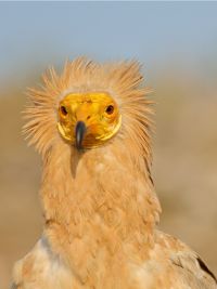 Viaggio a Socotra