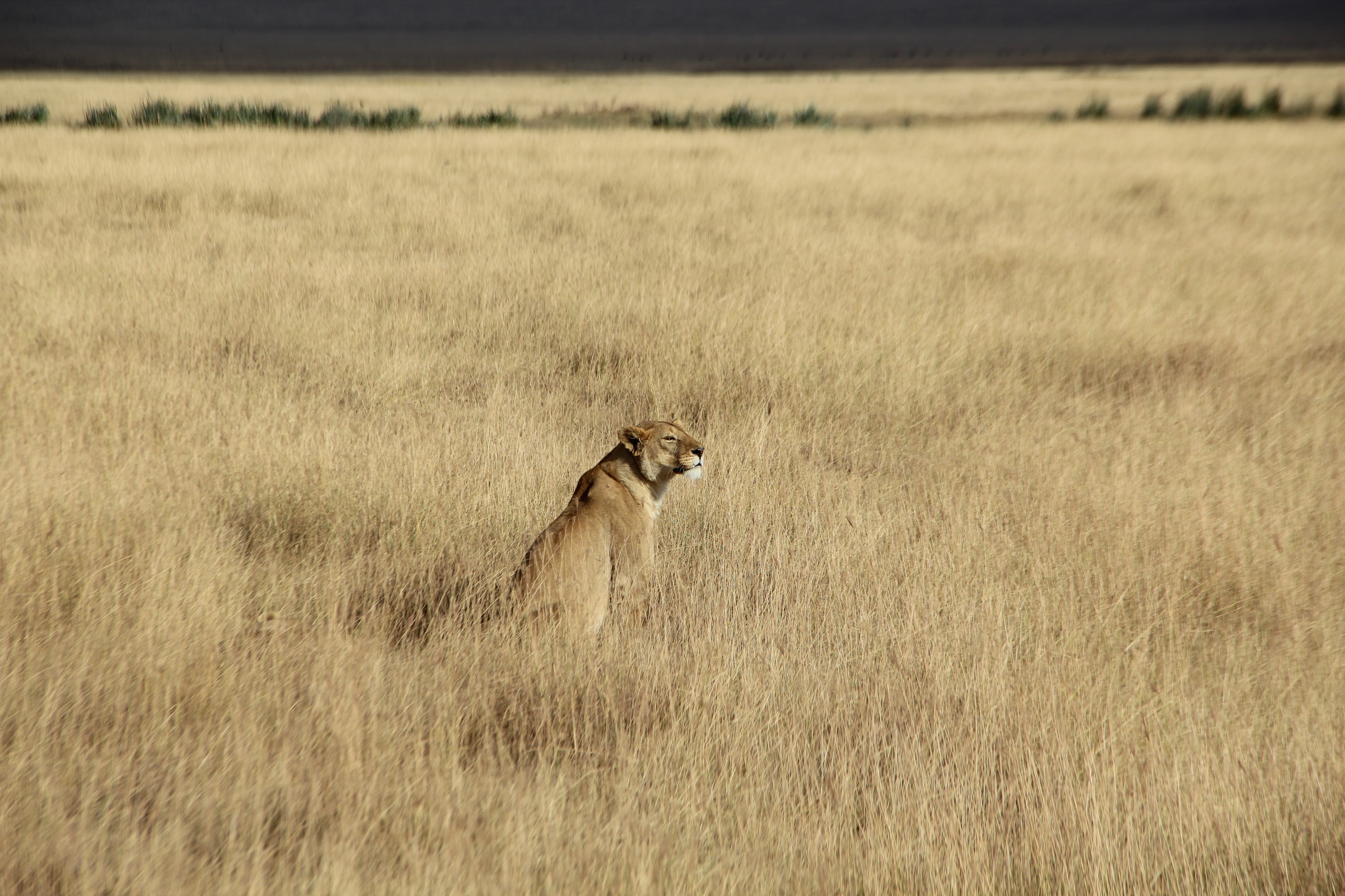 Viaggio in Tanzania