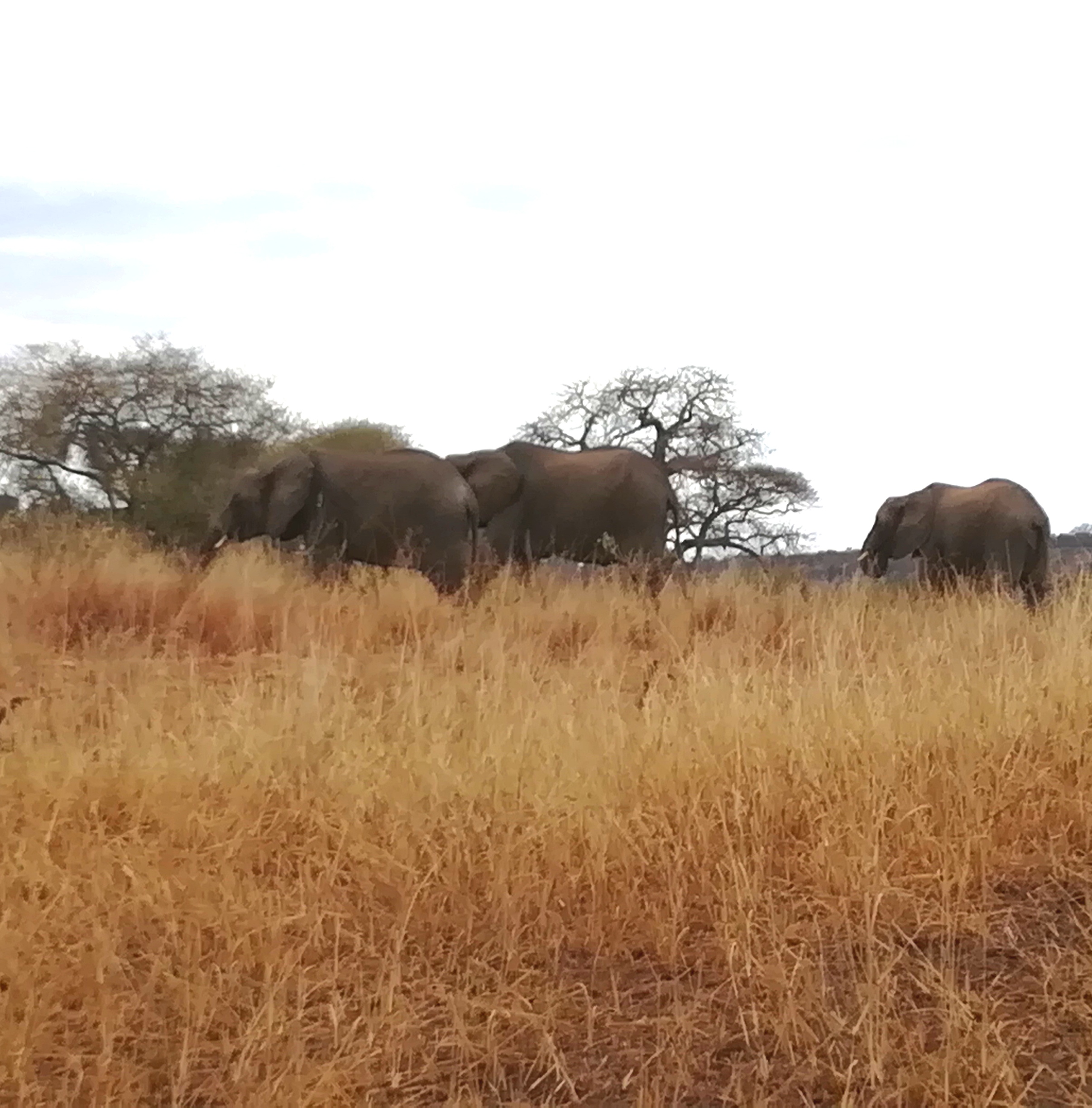 Viaggio in Tanzania