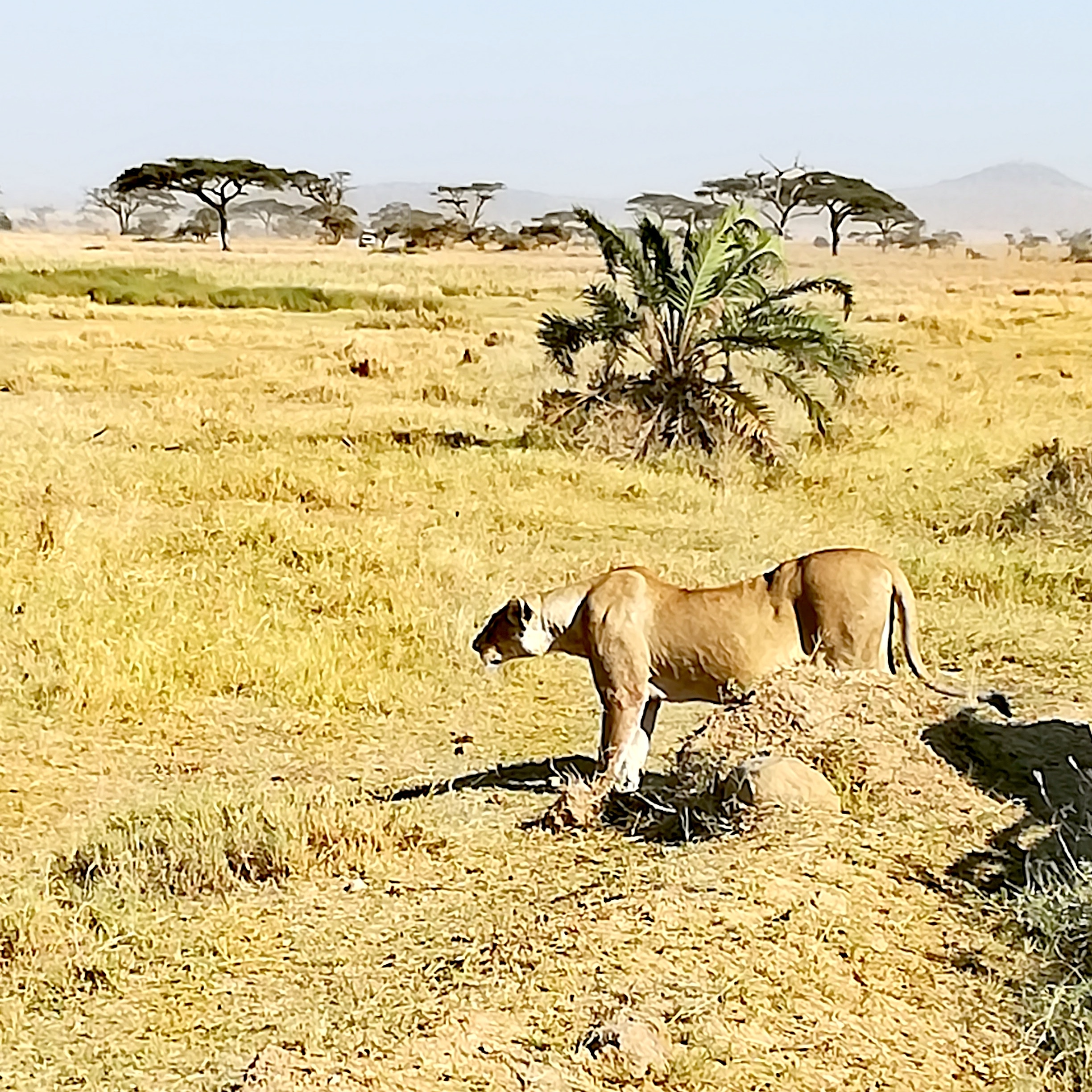 Viaggio in Tanzania