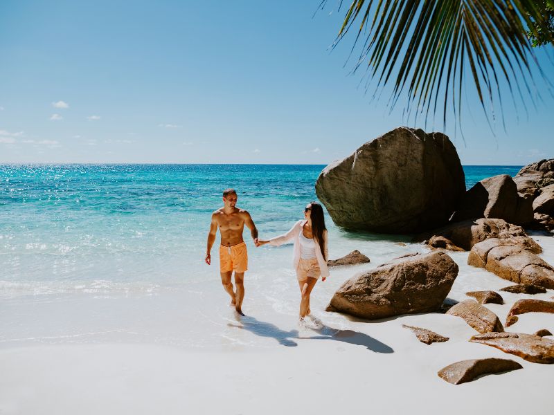 <p>Seychelles, palme</p>